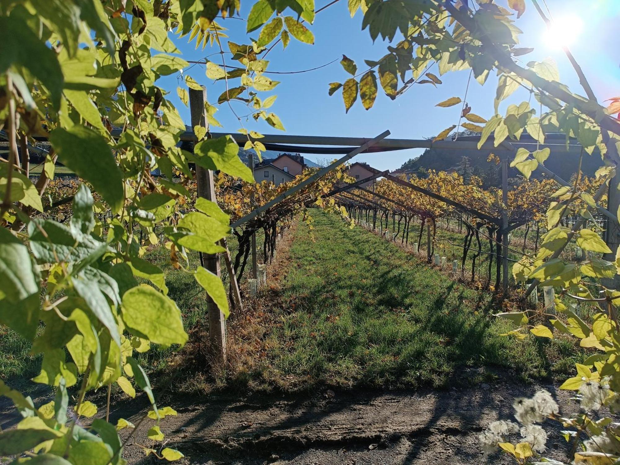 Appartamenti Moderni, Luminosi E Tranquilli Con Parcheggio Privato - Agritur La Tenuta Trydent Zewnętrze zdjęcie