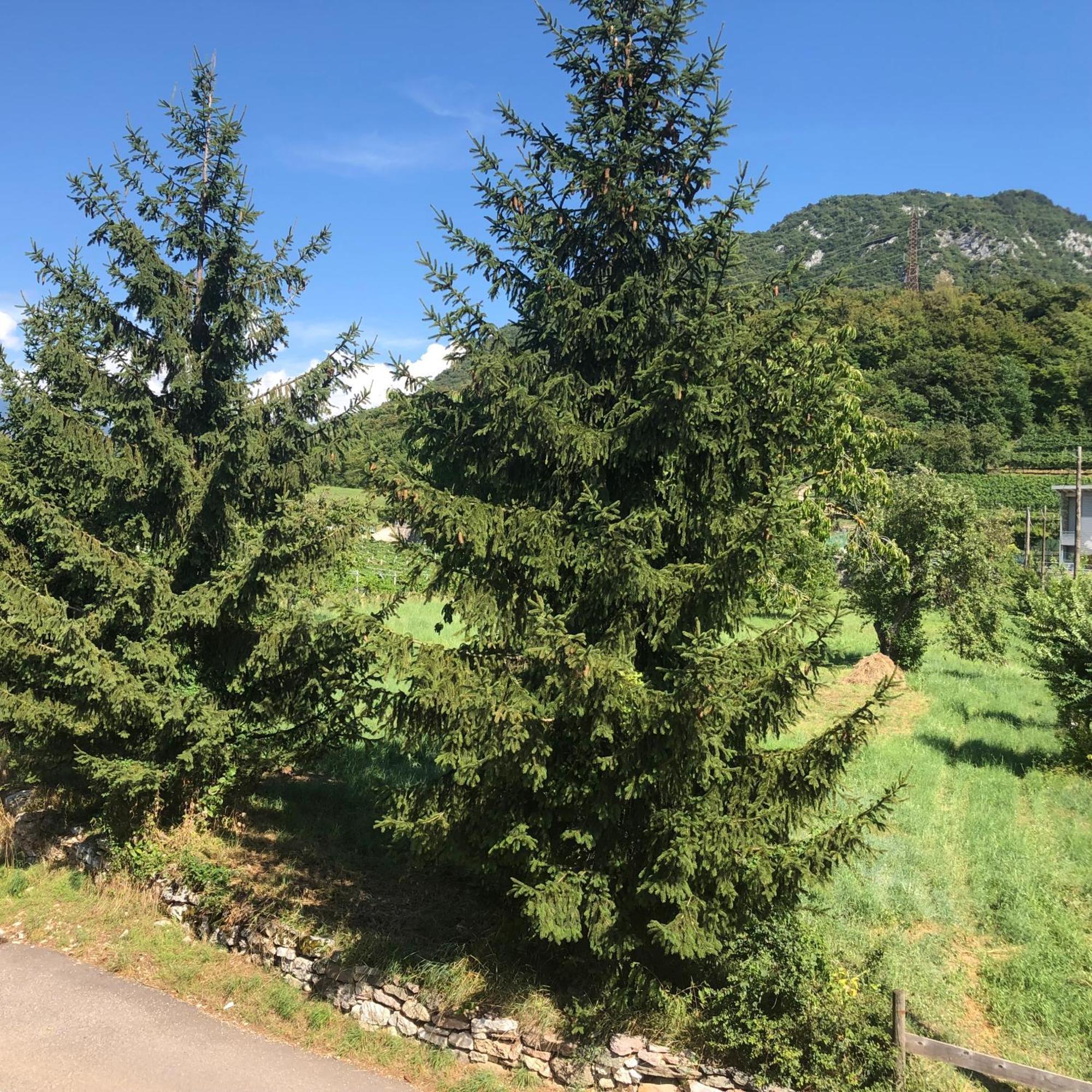 Appartamenti Moderni, Luminosi E Tranquilli Con Parcheggio Privato - Agritur La Tenuta Trydent Zewnętrze zdjęcie